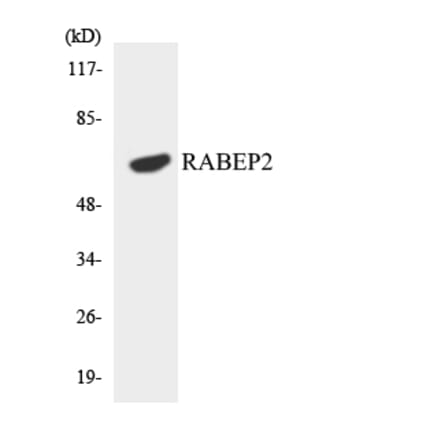 Western Blot - Anti-RABEP2 Antibody (R12-3395) - Antibodies.com