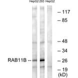 Western Blot - Anti-RAB11B Antibody (C18218) - Antibodies.com