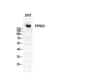 Western Blot - Anti-PTPRZ1 Antibody (C18303) - Antibodies.com