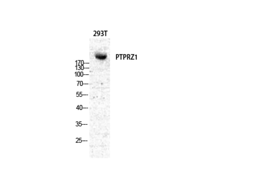 Western Blot - Anti-PTPRZ1 Antibody (C18303) - Antibodies.com