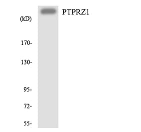 Western Blot - Anti-PTPRZ1 Antibody (R12-3383) - Antibodies.com