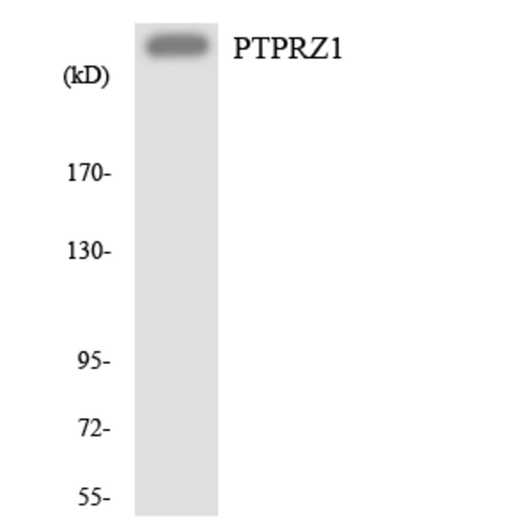 Western Blot - Anti-PTPRZ1 Antibody (R12-3383) - Antibodies.com