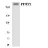 Western Blot - Anti-PTPRZ1 Antibody (R12-3383) - Antibodies.com