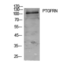 Western Blot - Anti-PTGFRN Antibody (C30561) - Antibodies.com