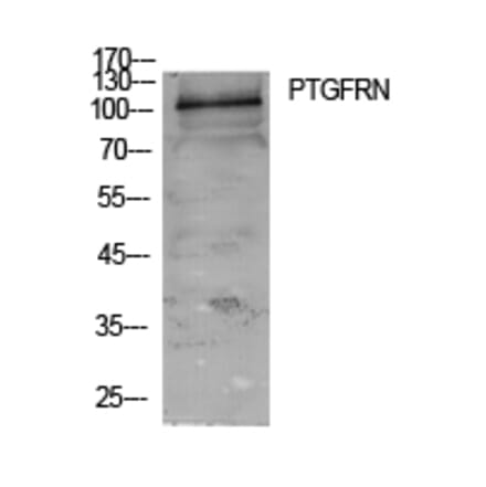 Western Blot - Anti-PTGFRN Antibody (C30561) - Antibodies.com