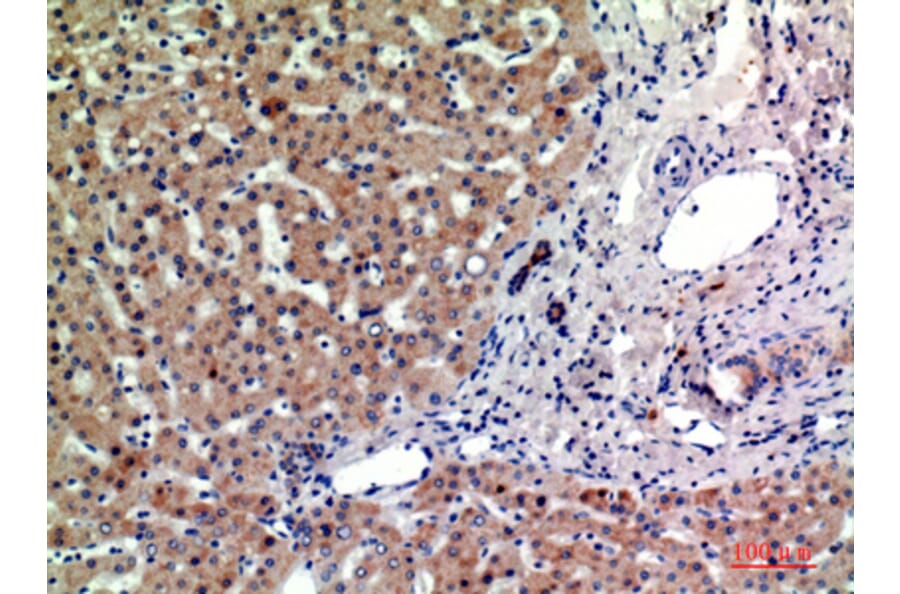Immunohistochemistry - Anti-PTGFRN Antibody (C30561) - Antibodies.com