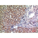 Immunohistochemistry - Anti-PTGFRN Antibody (C30561) - Antibodies.com