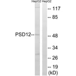 Western Blot - Anti-PSMD12 Antibody (C14021) - Antibodies.com