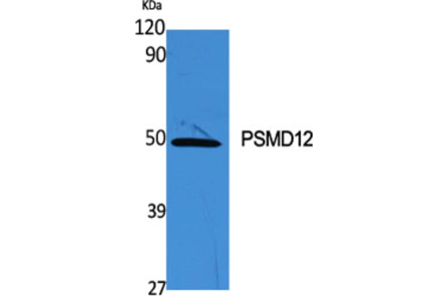 Western Blot - Anti-PSMD12 Antibody (C14021) - Antibodies.com
