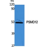 Western Blot - Anti-PSMD12 Antibody (C14021) - Antibodies.com