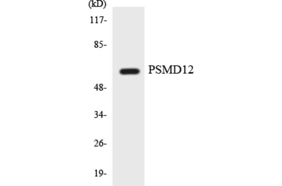 Western Blot - Anti-PSMD12 Antibody (R12-3379) - Antibodies.com