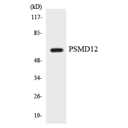 Western Blot - Anti-PSMD12 Antibody (R12-3379) - Antibodies.com