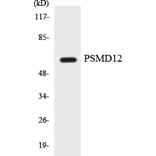 Western Blot - Anti-PSMD12 Antibody (R12-3379) - Antibodies.com