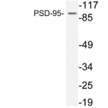 Western Blot - Anti-PSD-95 Antibody (R12-2324) - Antibodies.com