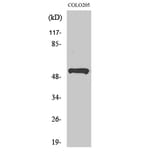 Western Blot - Anti-PRPF19 Antibody (C13105) - Antibodies.com