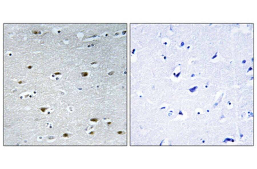 Immunohistochemistry - Anti-PRPF19 Antibody (C13105) - Antibodies.com