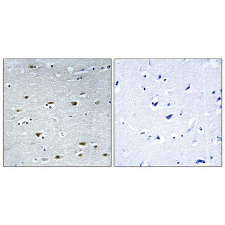 Immunohistochemistry - Anti-PRPF19 Antibody (C13105) - Antibodies.com
