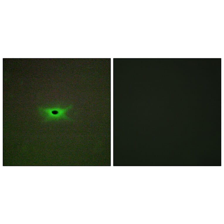 Immunofluorescence - Anti-PRKAG2 Antibody (C11833) - Antibodies.com