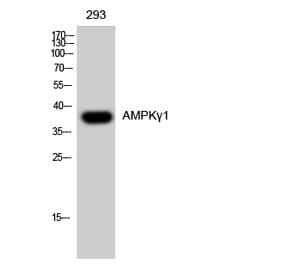 Western Blot - Anti-PRKAG1 Antibody (C14134) - Antibodies.com
