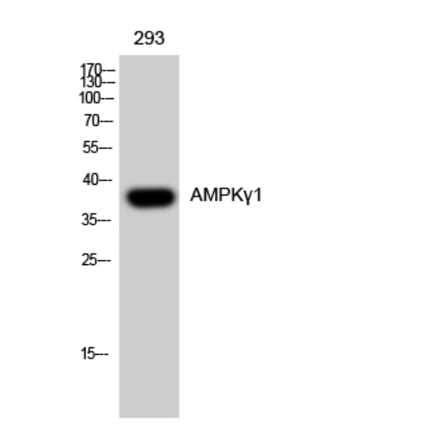 Western Blot - Anti-PRKAG1 Antibody (C14134) - Antibodies.com