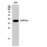 Western Blot - Anti-PRKAG1 Antibody (C14134) - Antibodies.com