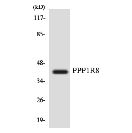Western Blot - Anti-PPP1R8 Antibody (R12-3352) - Antibodies.com