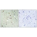 Immunohistochemistry - Anti-POM121 Antibody (C17074) - Antibodies.com