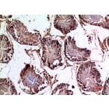 Immunohistochemistry - Anti-PNPLA6 Antibody (C30066) - Antibodies.com