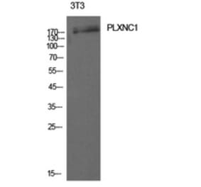 Western Blot - Anti-PLXNC1 Antibody (C30512) - Antibodies.com