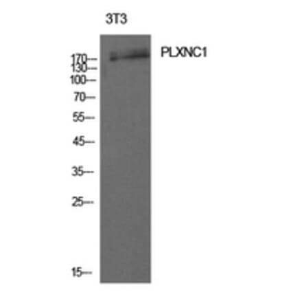 Western Blot - Anti-PLXNC1 Antibody (C30512) - Antibodies.com