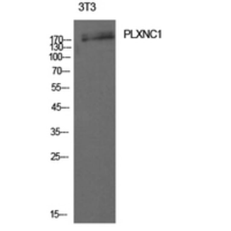 Western Blot - Anti-PLXNC1 Antibody (C30512) - Antibodies.com