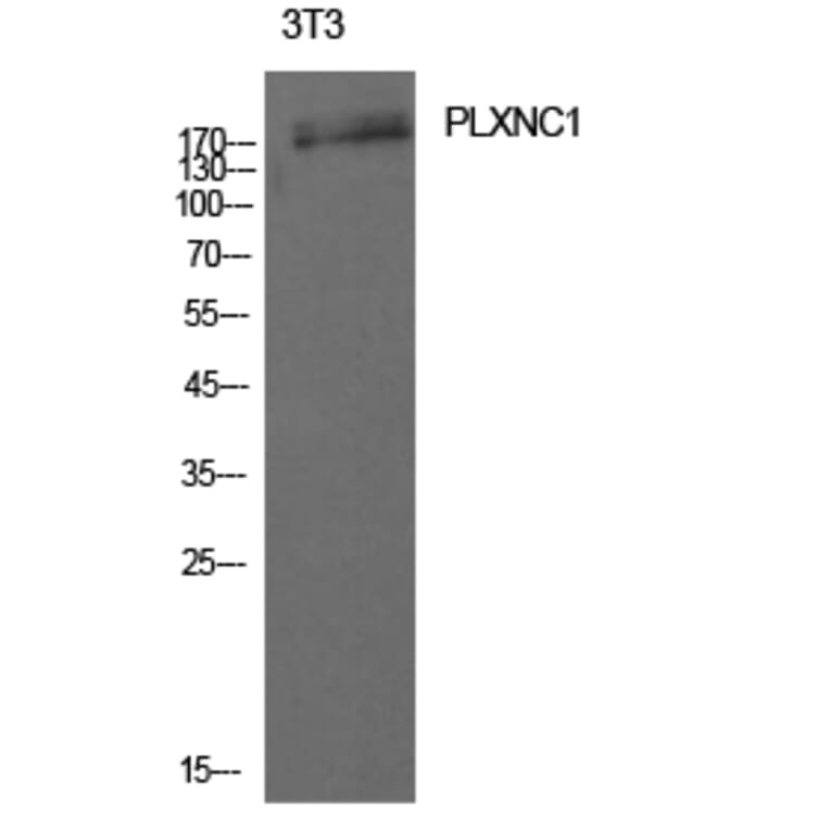 Western Blot - Anti-PLXNC1 Antibody (C30512) - Antibodies.com