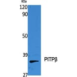 Western Blot - Anti-PITPNB Antibody (C17679) - Antibodies.com