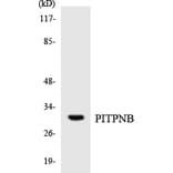 Western Blot - Anti-PITPNB Antibody (R12-3329) - Antibodies.com