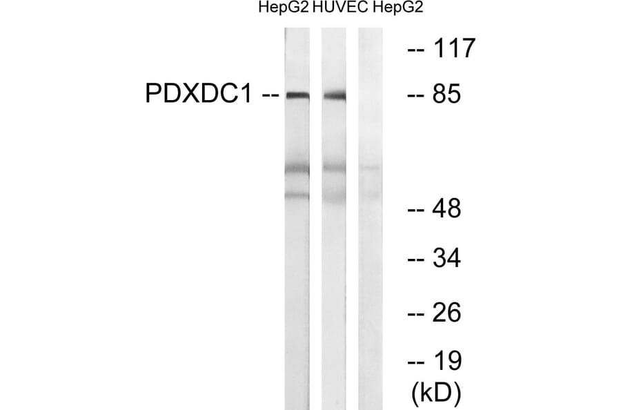 Western Blot - Anti-PDXDC1 Antibody (C18098) - Antibodies.com