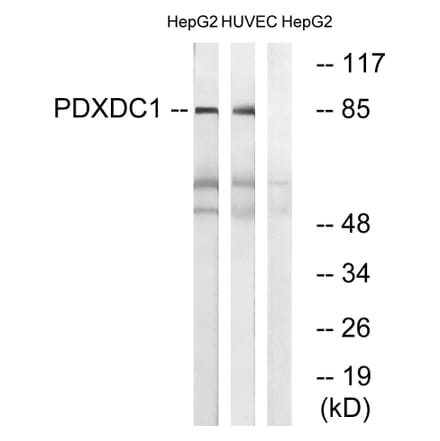Western Blot - Anti-PDXDC1 Antibody (C18098) - Antibodies.com