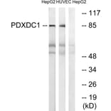 Western Blot - Anti-PDXDC1 Antibody (C18098) - Antibodies.com