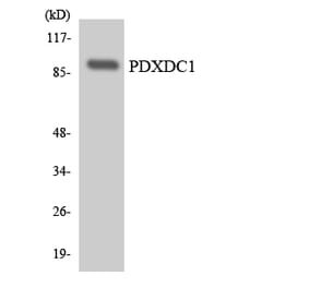 Western Blot - Anti-PDXDC1 Antibody (R12-3310) - Antibodies.com