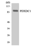 Western Blot - Anti-PDXDC1 Antibody (R12-3310) - Antibodies.com