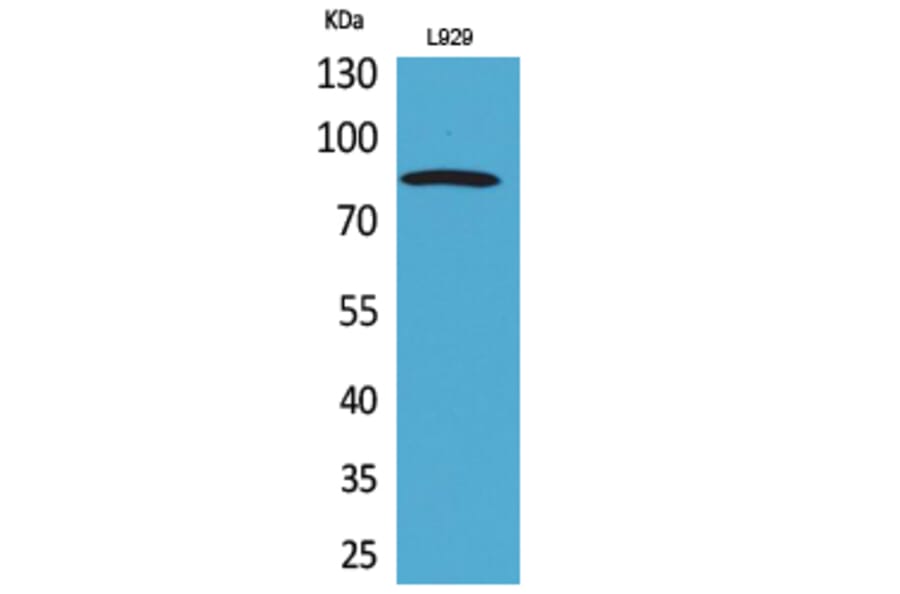 Western Blot - Anti-PDGFRA Antibody (C30433) - Antibodies.com
