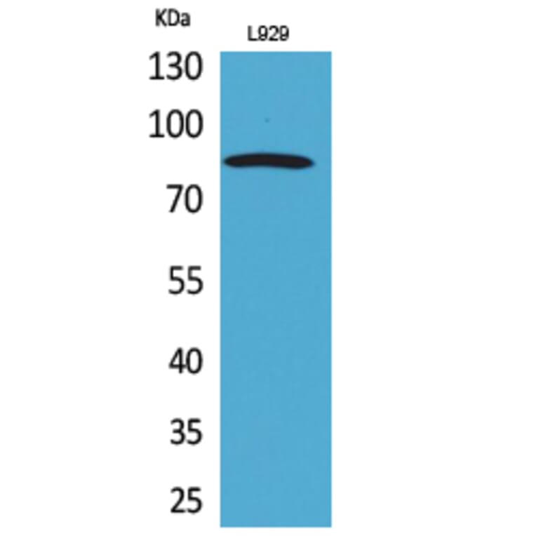 Western Blot - Anti-PDGFRA Antibody (C30433) - Antibodies.com