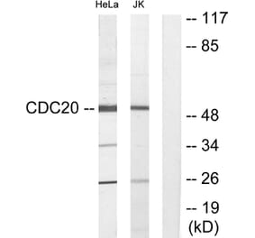 Western Blot - Anti-p55CDC Antibody (C12167) - Antibodies.com