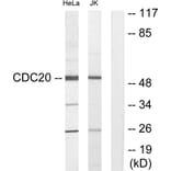 Western Blot - Anti-p55CDC Antibody (C12167) - Antibodies.com