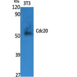 Western Blot - Anti-p55CDC Antibody (C12167) - Antibodies.com