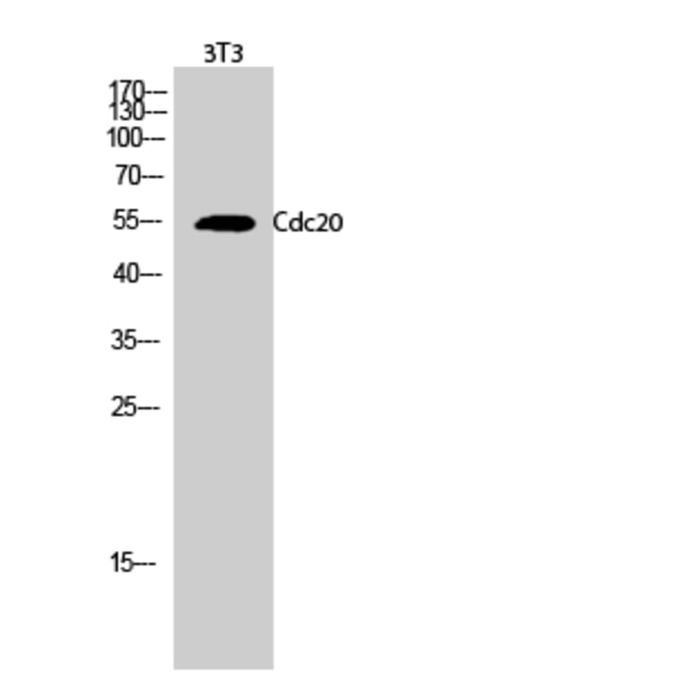 Western Blot - Anti-p55CDC Antibody (C12167) - Antibodies.com
