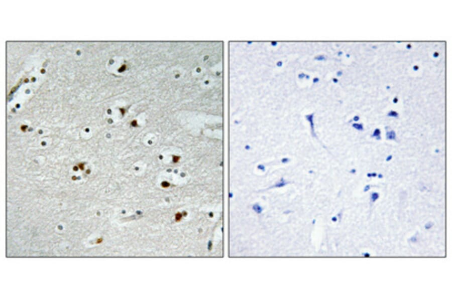 Immunohistochemistry - Anti-p55CDC Antibody (C12167) - Antibodies.com