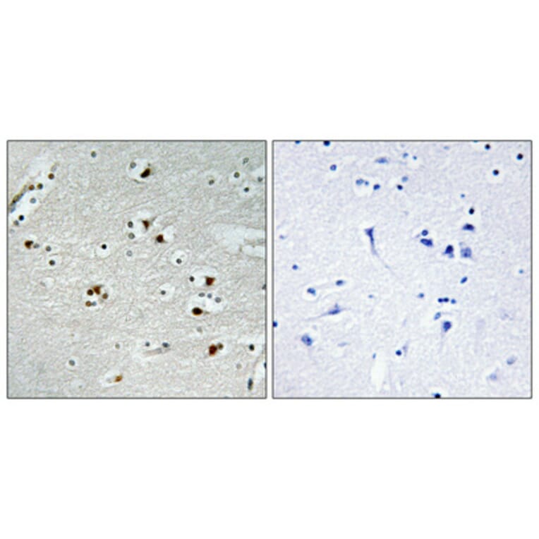 Immunohistochemistry - Anti-p55CDC Antibody (C12167) - Antibodies.com