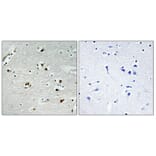 Immunohistochemistry - Anti-p55CDC Antibody (C12167) - Antibodies.com