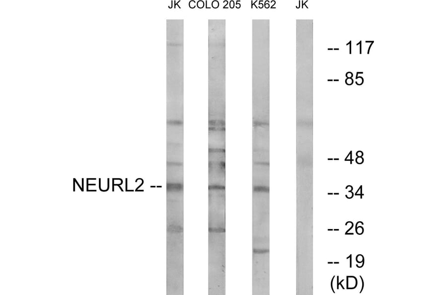 Western Blot - Anti-NEURL2 Antibody (C16905) - Antibodies.com