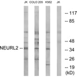 Western Blot - Anti-NEURL2 Antibody (C16905) - Antibodies.com